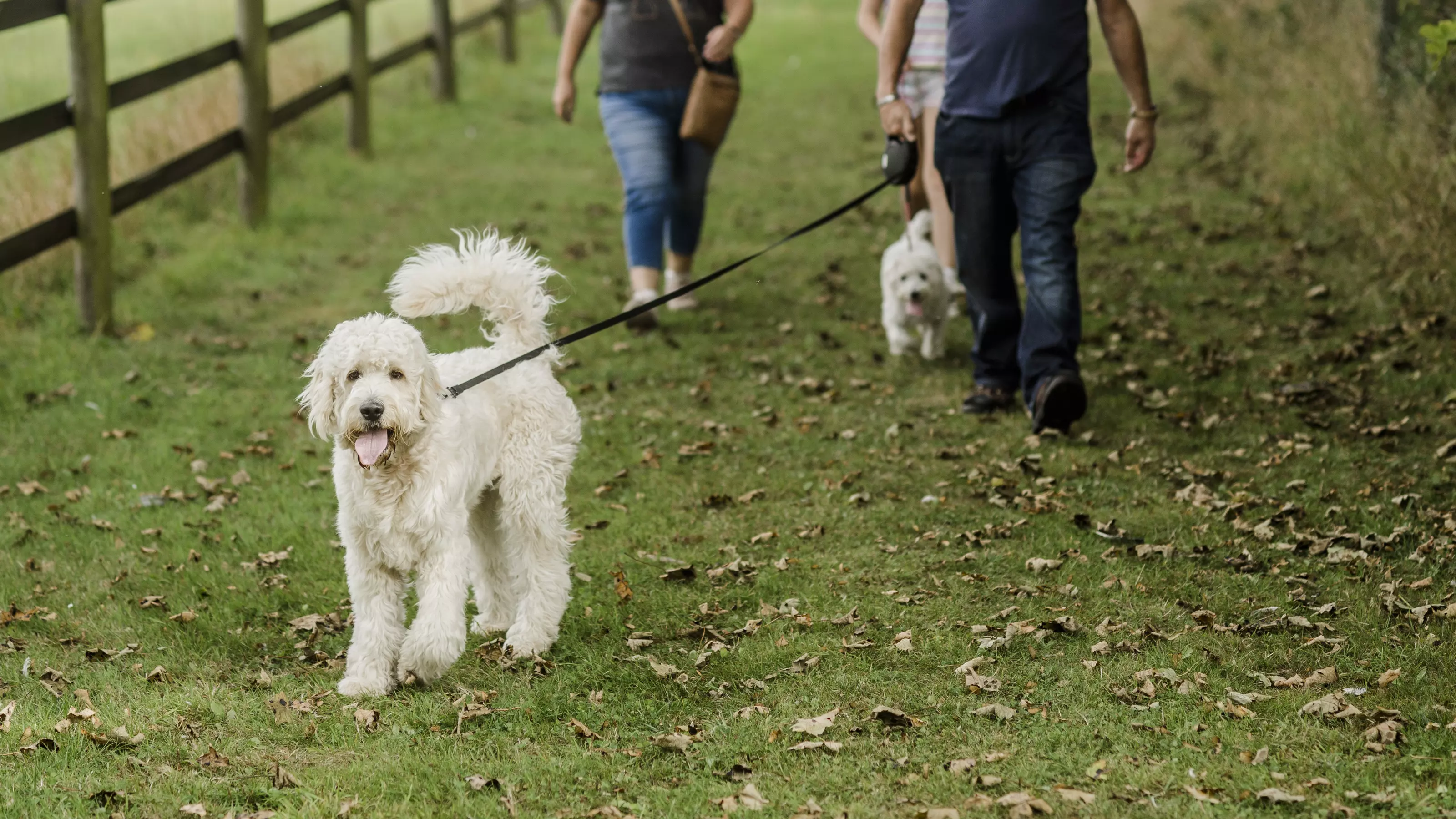 How to stop your dog pulling on the lead Blue Cross